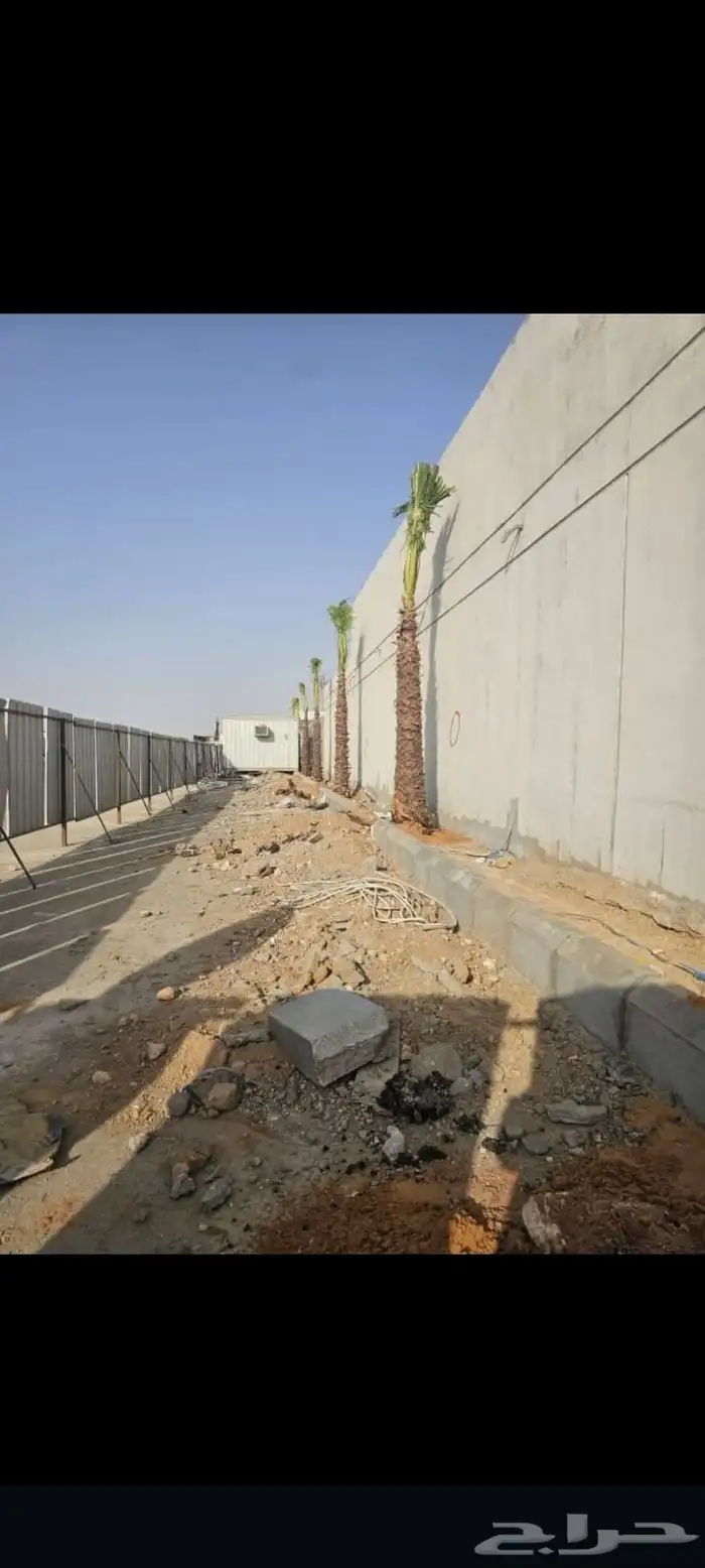 توريدالنخيل الواشنطونياءوالعربي وزيتون 16