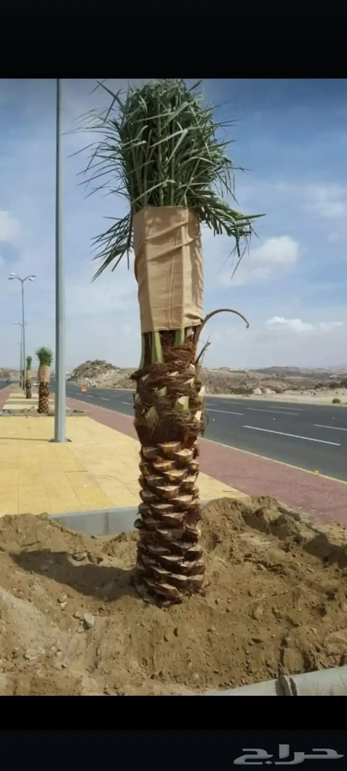 توريدالنخيل الواشنطونياءوالعربي وزيتون 0
