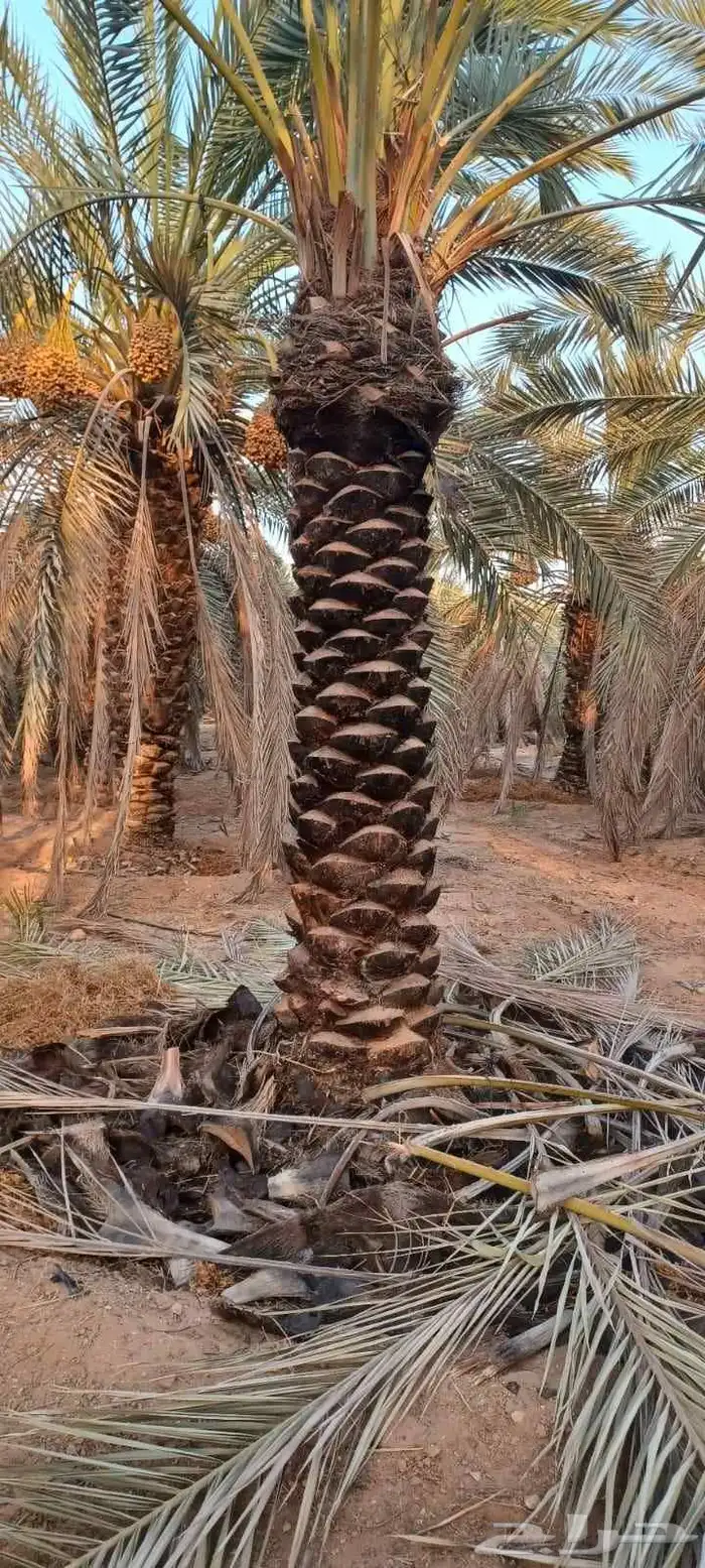 توريدالنخيل الواشنطونياءوالعربي وزيتون 27