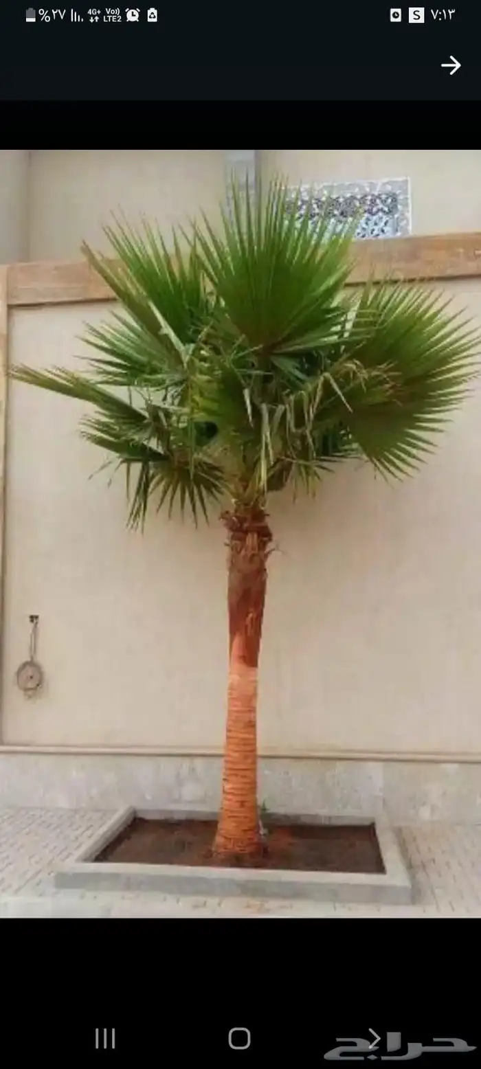 يوجد لدينا نخيل واشنطني امريكي ابو مروحه زينه 6