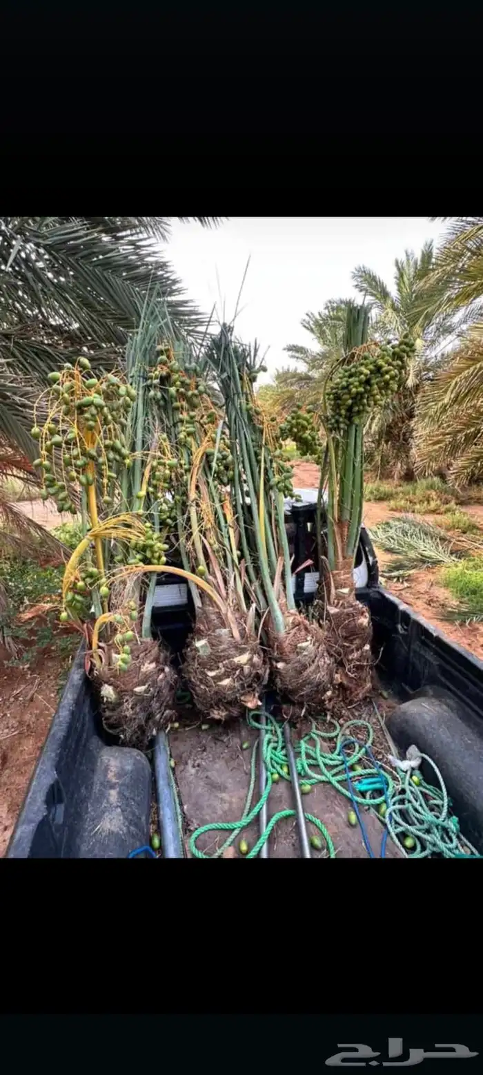 يوجد لدينا جميع انواع النخيل 3
