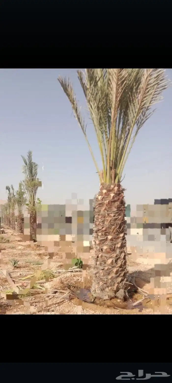 توريدالنخيل الواشنطونياءوالعربي وزيتون 6