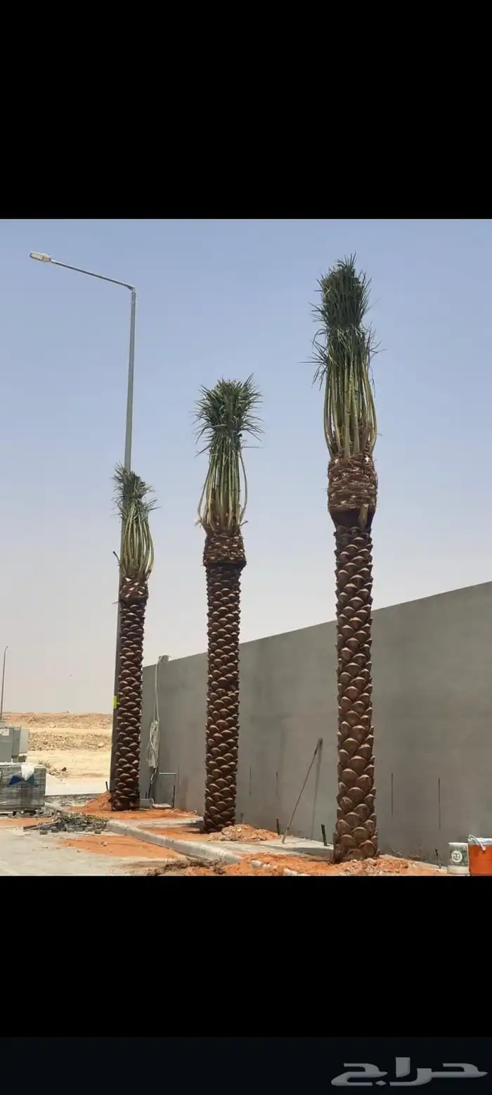 توريدالنخيل الواشنطونياءوالعربي وزيتون 23