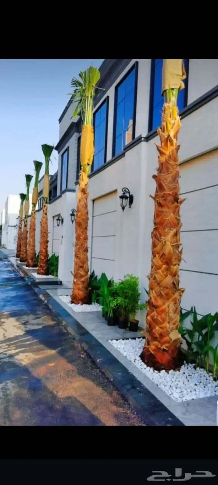 توريدالنخيل الواشنطونياءوالعربي وزيتون 21
