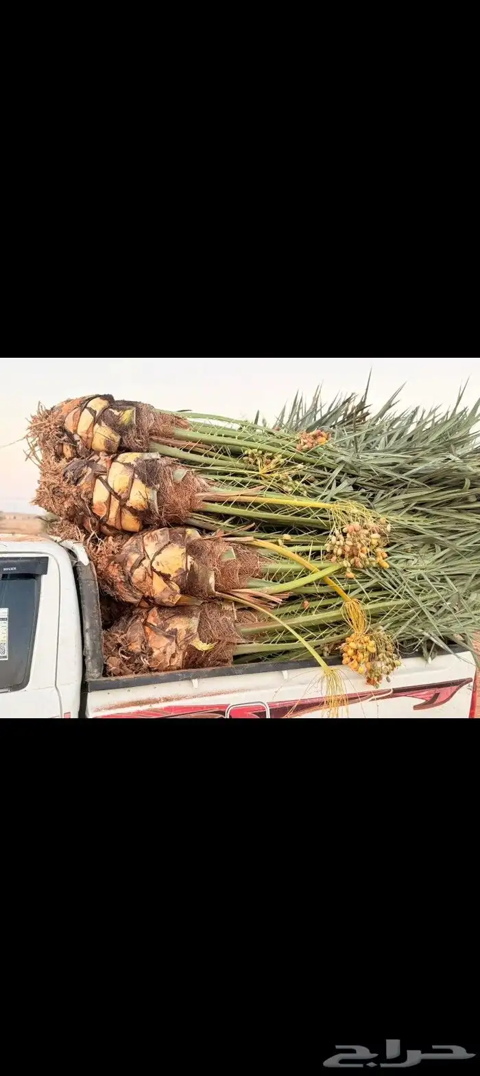 يتوفر لدينا نخيل عربي مثمر للبيع التوصيل يشمل جميع المناطق 3