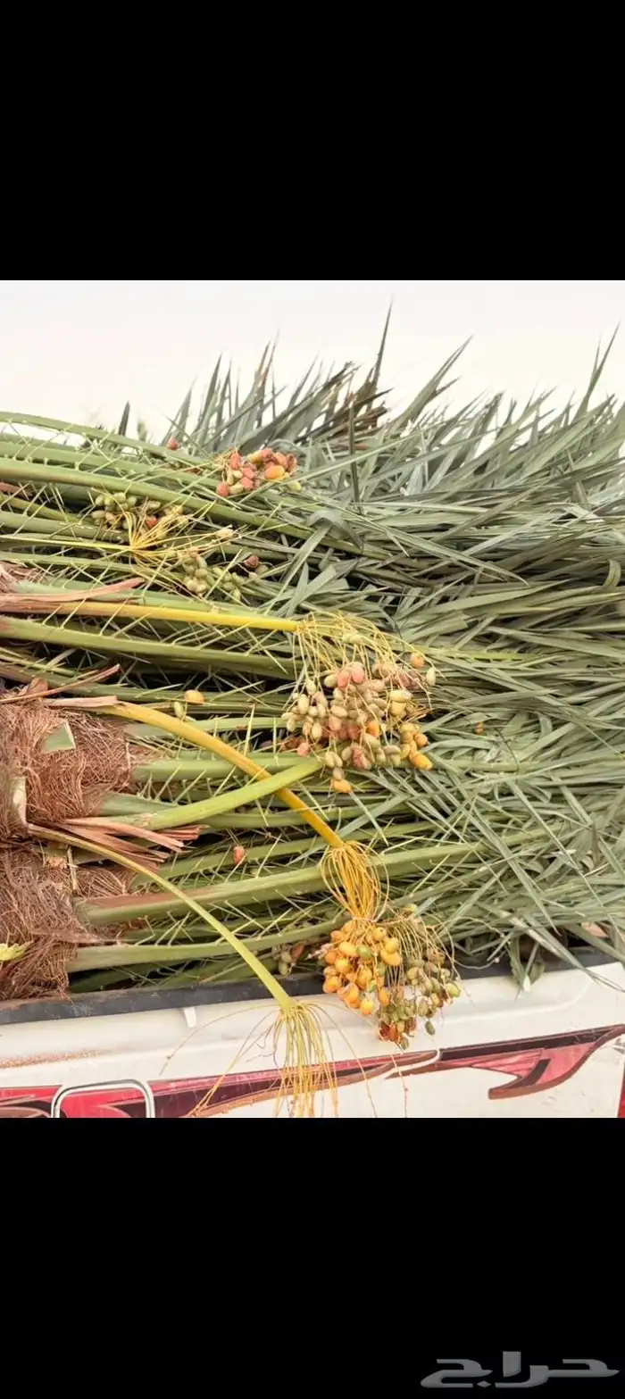 يتوفر لدينا نخيل عربي مثمر للبيع التوصيل يشمل جميع المناطق 2