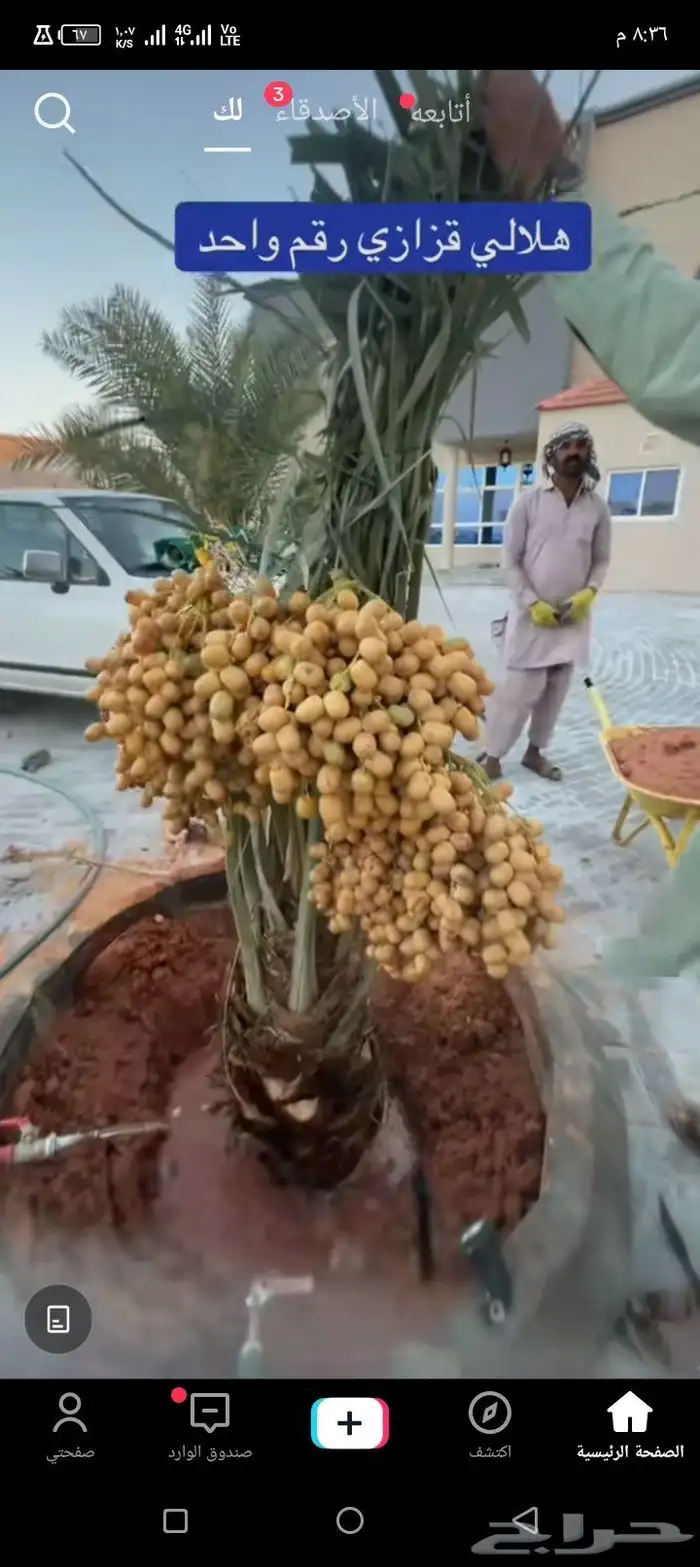 يتوفر لدينا نخيل عربي مثمر للبيع التوصيل يشمل جميع المناطق 4