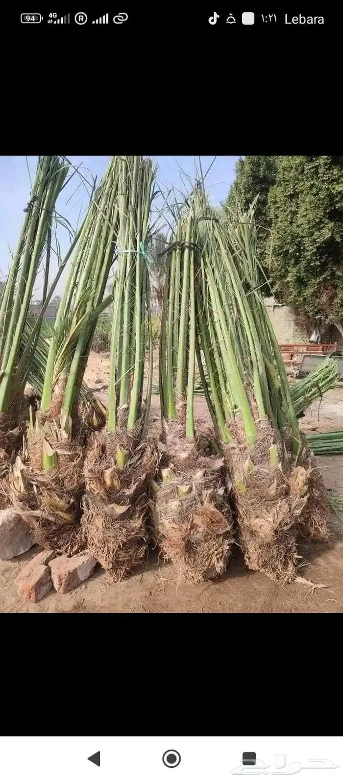 مقاول جميع انواع الشبوك وأعمال النخيل والبيوت التراثيه من ا 6