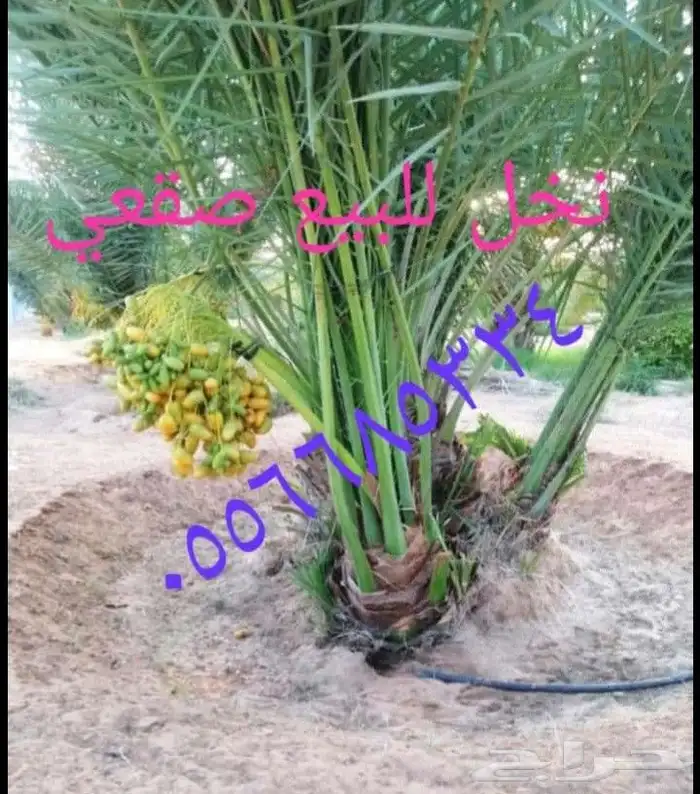 نخل اللبيع في الرياض 6