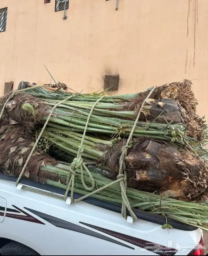 مقاول جميع انواع الشبوك وأعمال النخيل والبيوت التراثيه من ا 1
