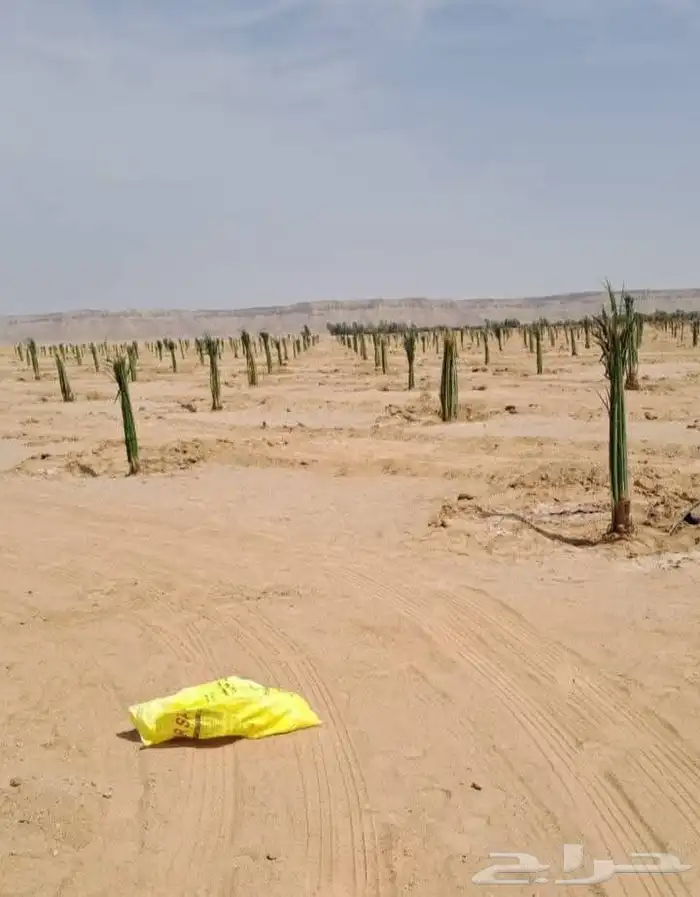 الرياض الدمام 2