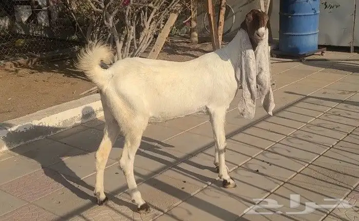 عنز حجازيه بيضاء خصم الخصم فاخره 6
