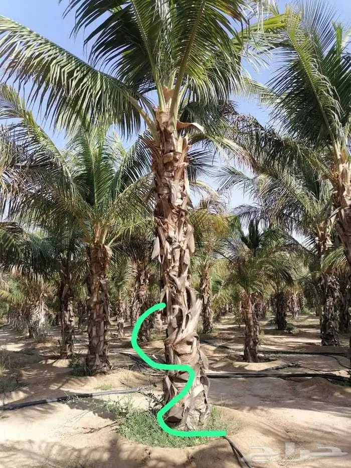 نخل ملوكي وجوز هند وحمضيات مقاسات مختلفه 0