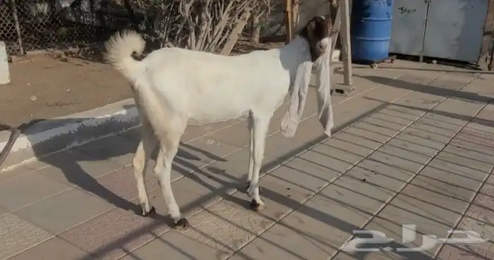 عنز حجازيه بيضاء خصم الخصم فاخره 3