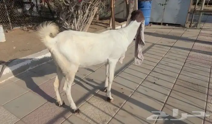 عنز حجازيه بيضاء خصم الخصم فاخره 1