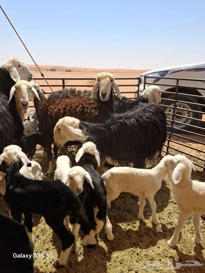 اربع نجديات وعيال 3