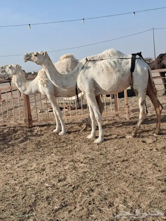 عشرا طيبه تصلح ضروبه 3