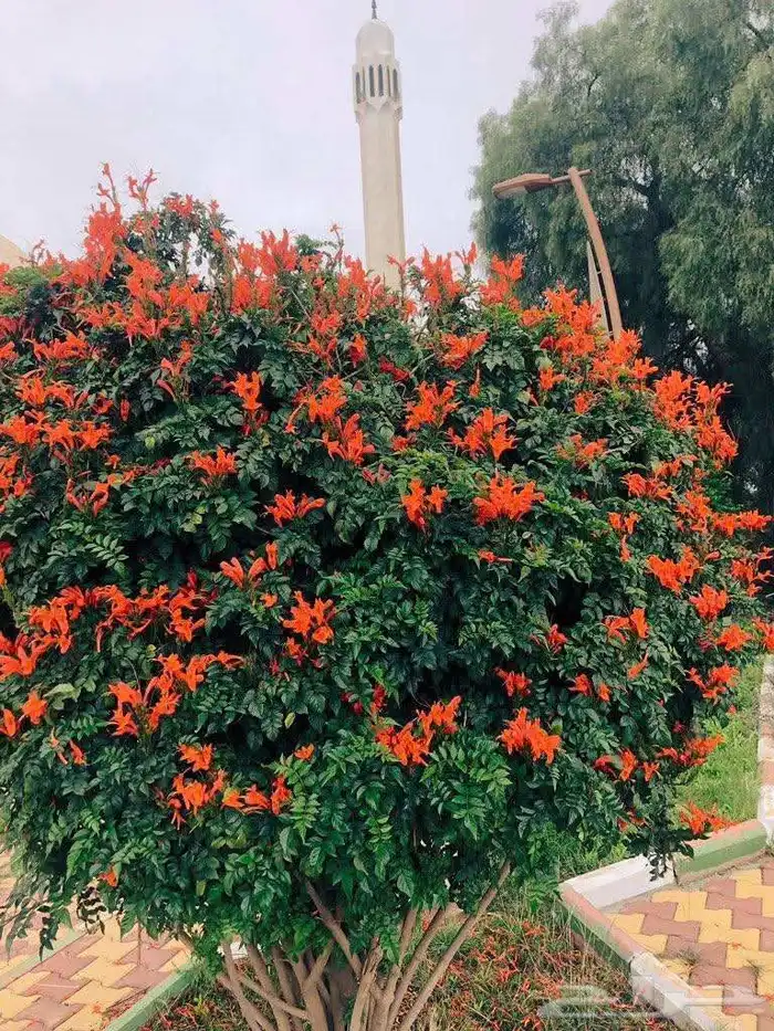 مشتل تنسيق حدائق ربيع الزهور والاشجار والتيل 4