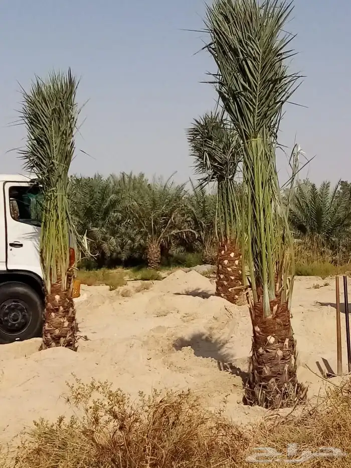 زراعه نخيل وشبوك 0