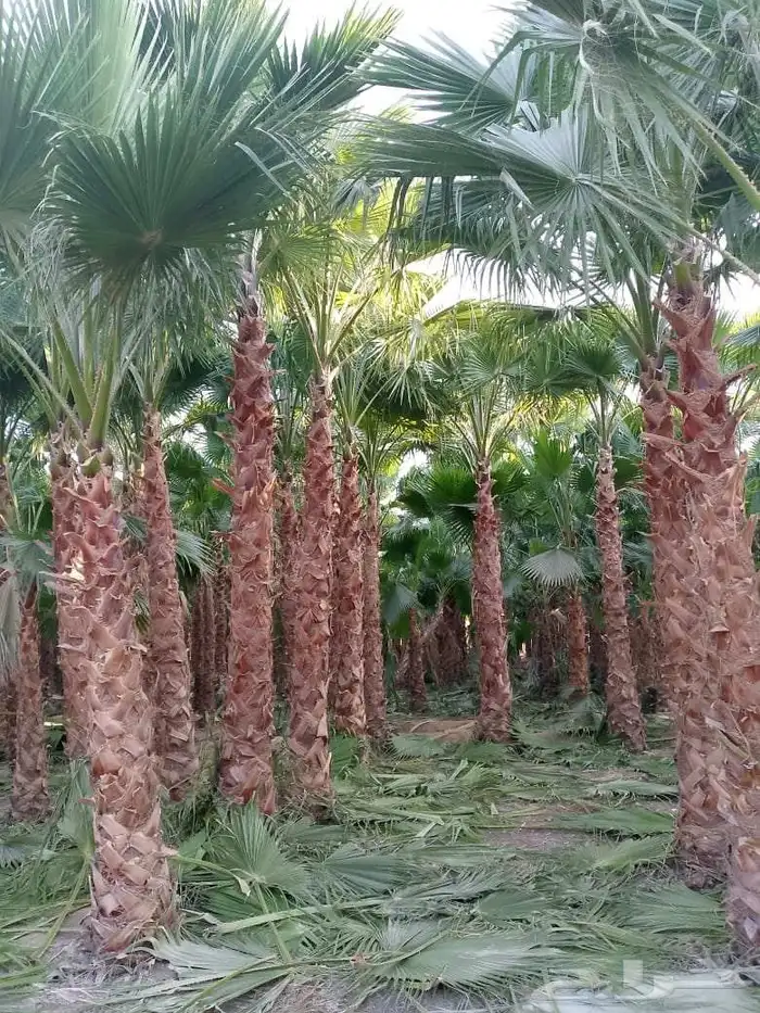 نخل واشنطني زينه 8
