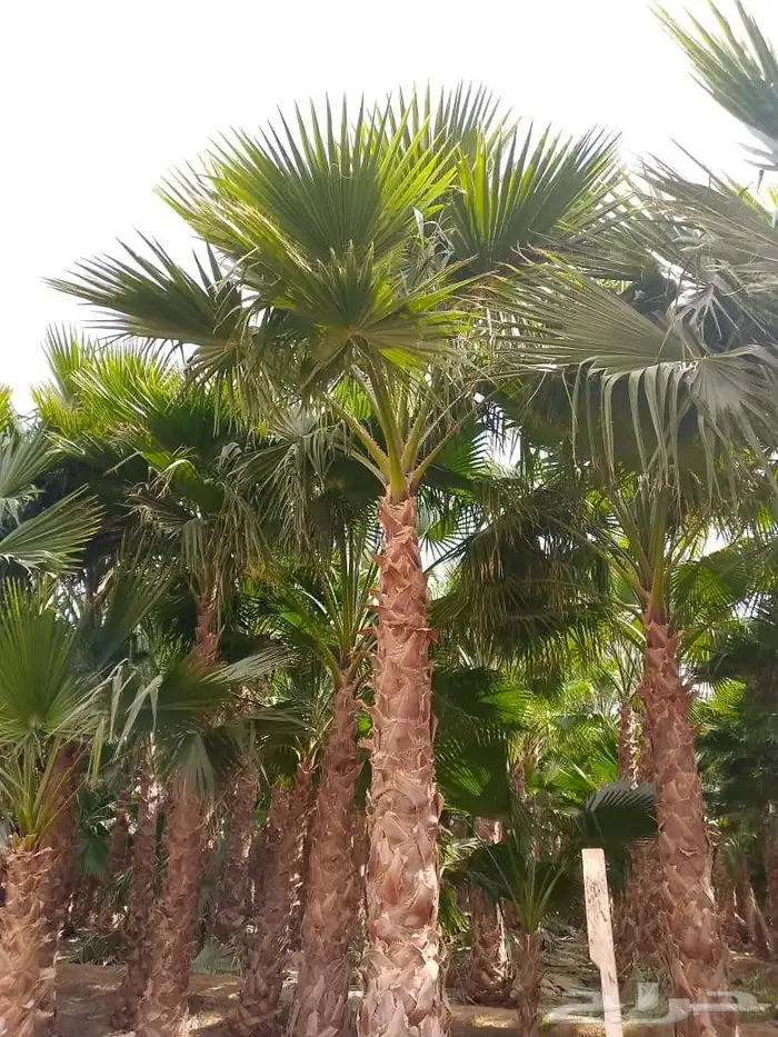 نخل واشنطني زينه 0