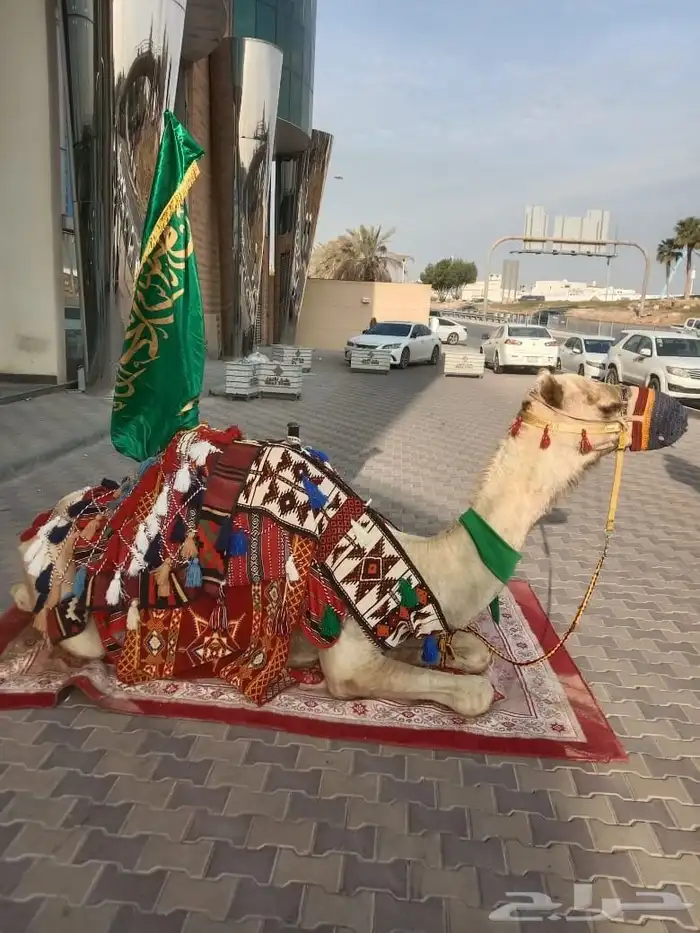 اجار جمال خيول سيسي باليوم اسبوع شهر اتصل نصل 6