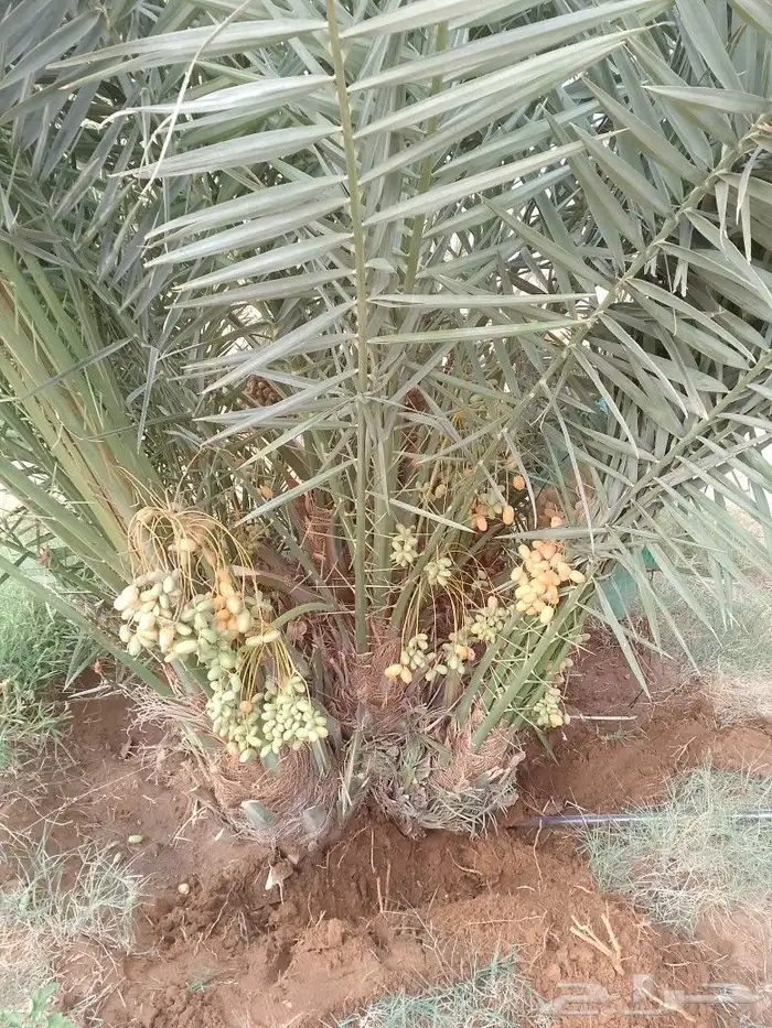 مشاءالله تبارك الله يوجد لدينا نخيل عربي مثمر 3