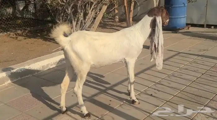 عنز حجازيه بيضاء خصم الخصم فاخره 0