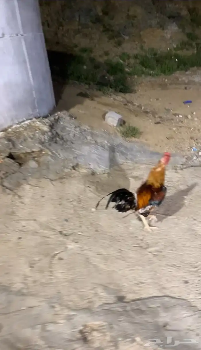 دجاج 0