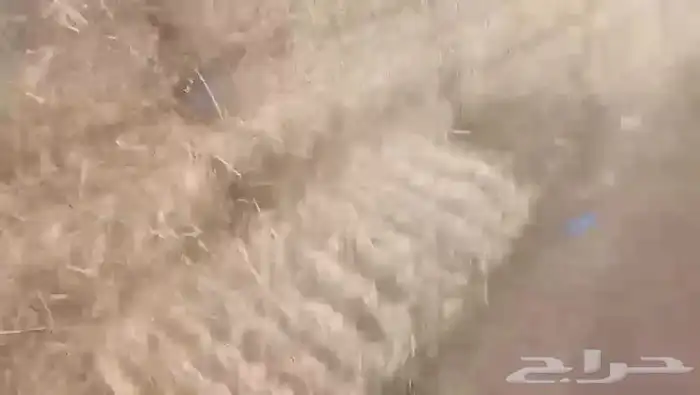 حايل برسيم طيب 7800 حبه موجودين بحائل سعر كويس ومناسب 1