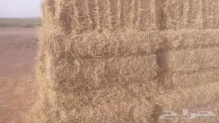 حايل برسيم طيب 7800 حبه موجودين بحائل سعر كويس ومناسب 3