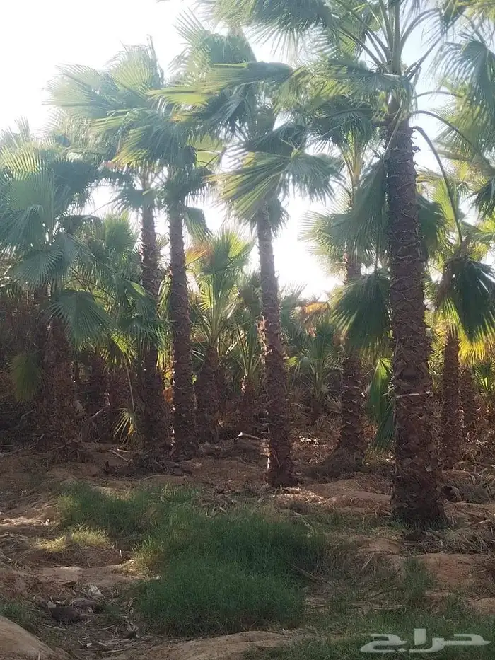 نخل واشنطنيا للبيع سعر طيب 3