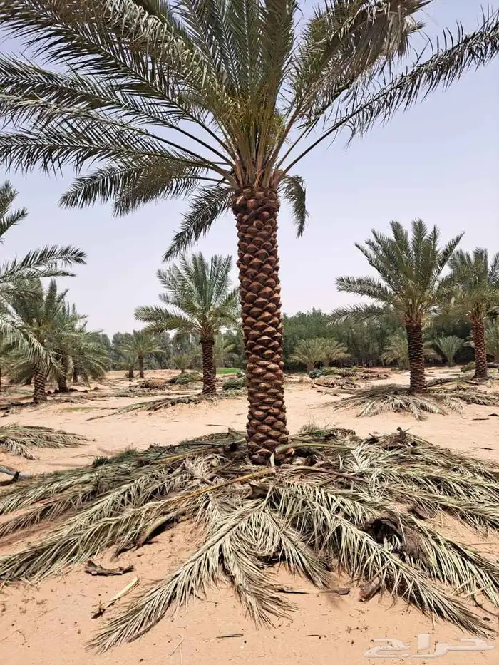 نخل مثمر للبيع بلجمله وتجزئه ونعمل في تكريبه وصيانته وتحويضه 3
