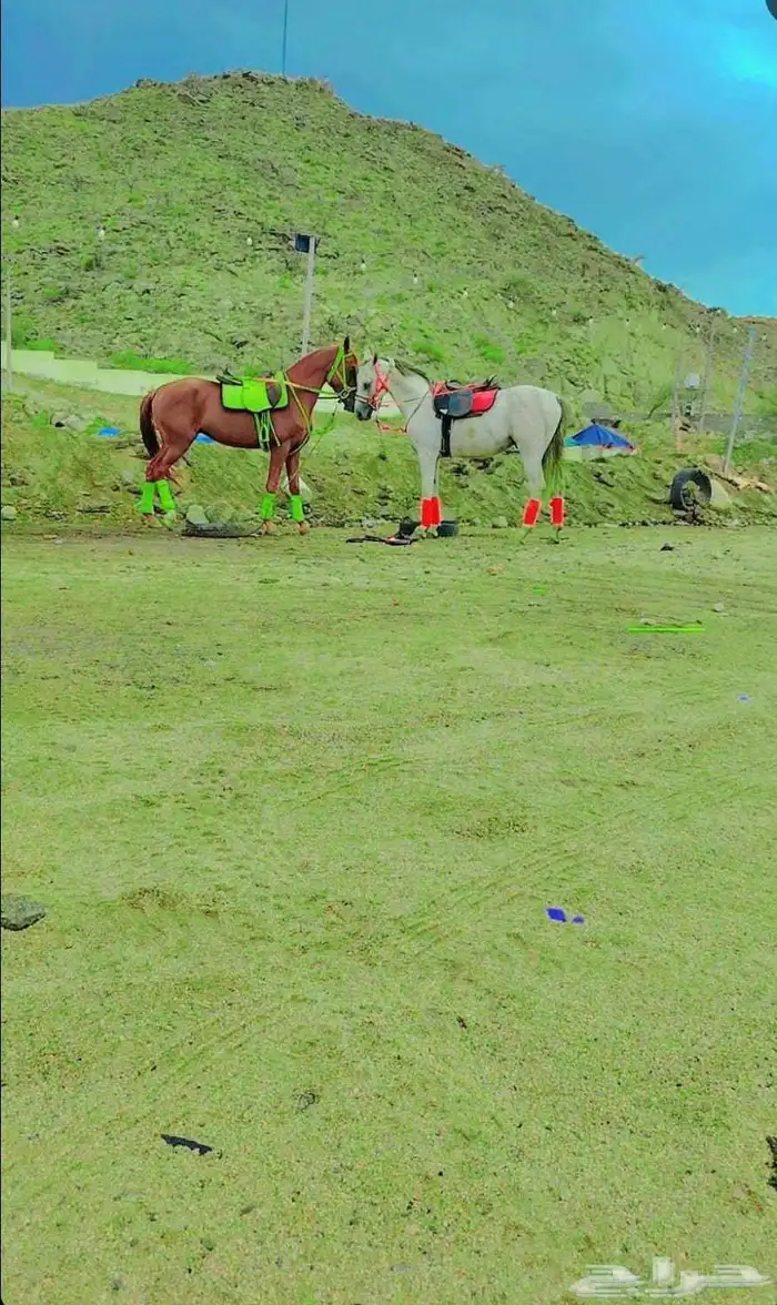 We have camels  horses and falcons for rent by the day  week 1