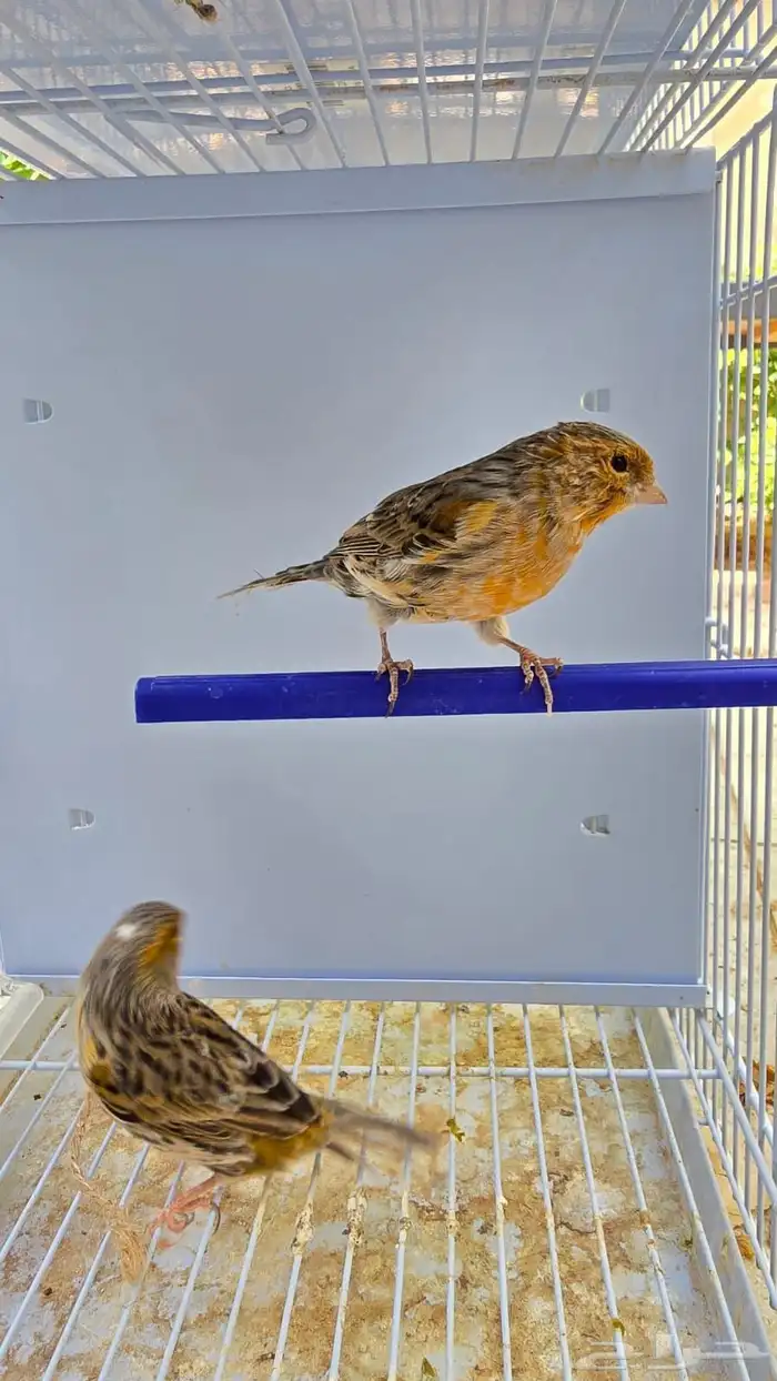 أجواز كناري منتجه ( تم البيع ) 7