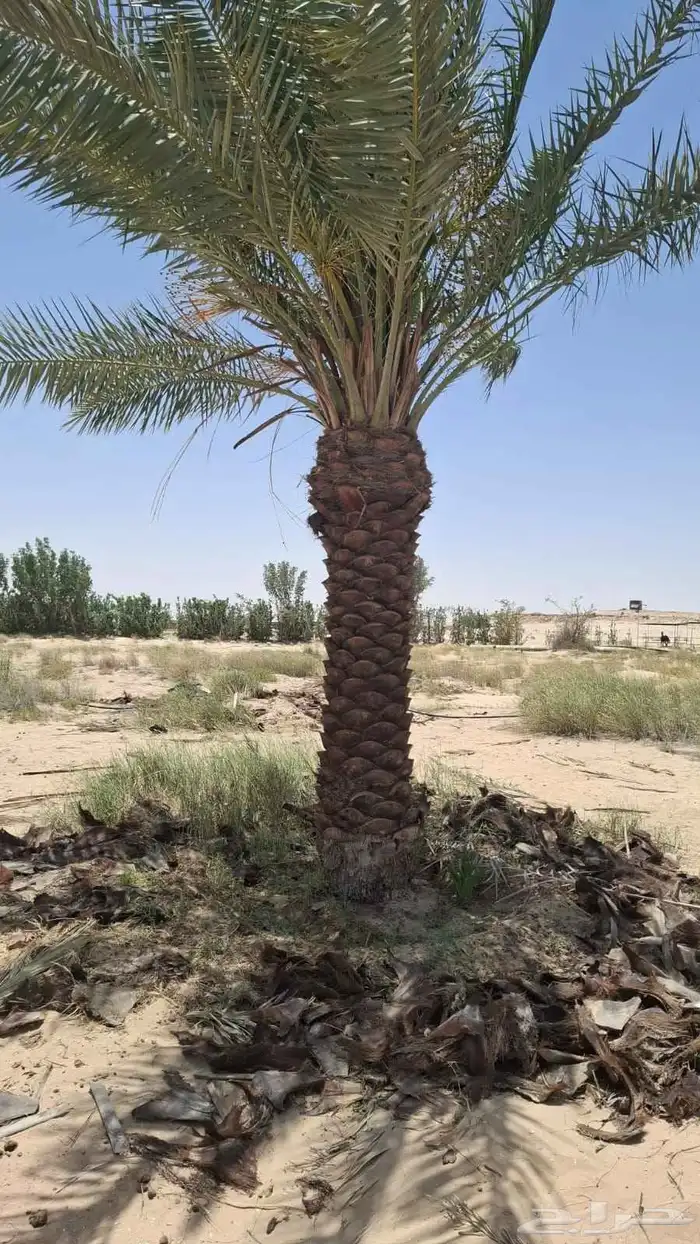 نخل اللبيع في الرياض 8