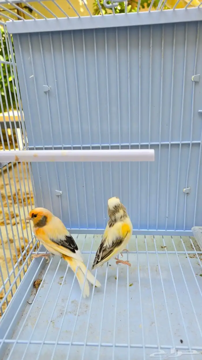 أجواز كناري منتجه ( تم البيع ) 2