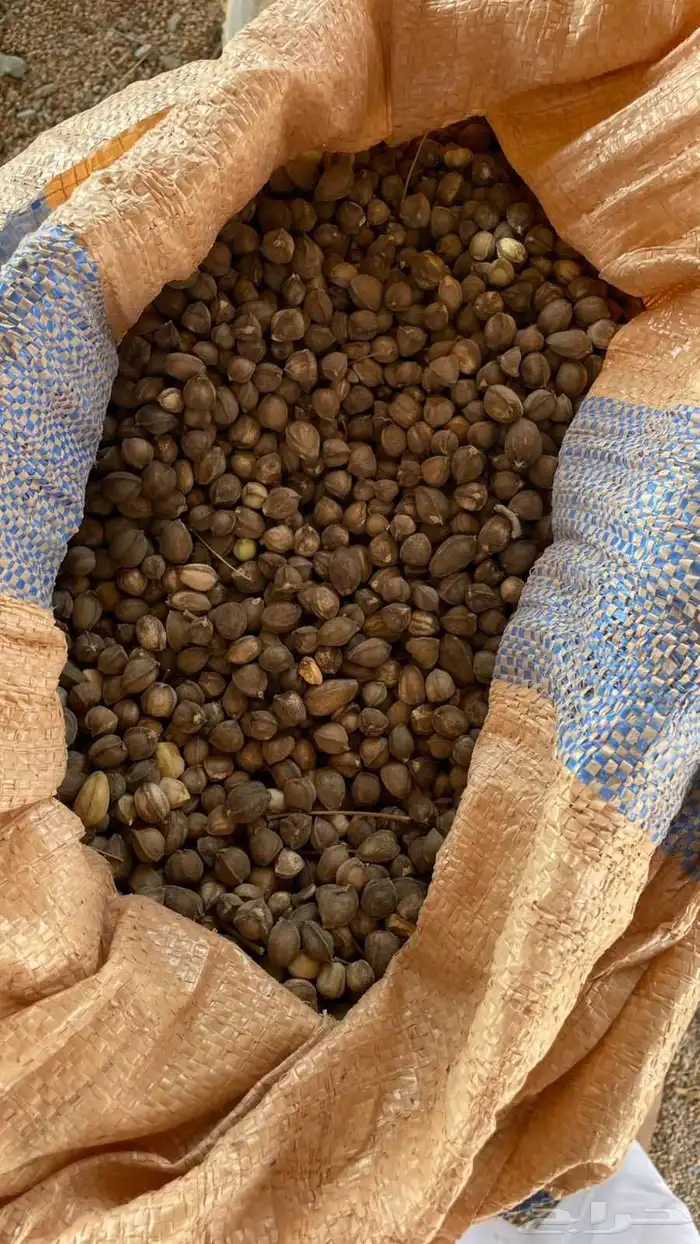 بذور البان ( الأيسر ) الكميه 2 0