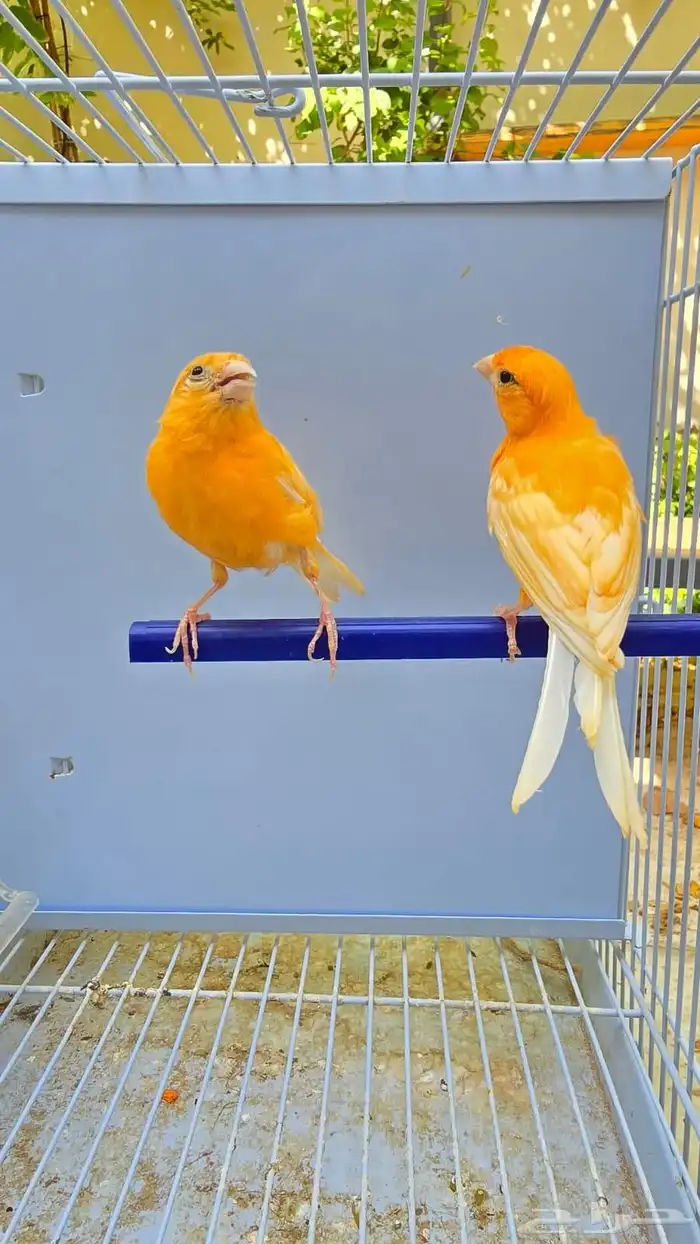 أجواز كناري منتجه ( تم البيع ) 0