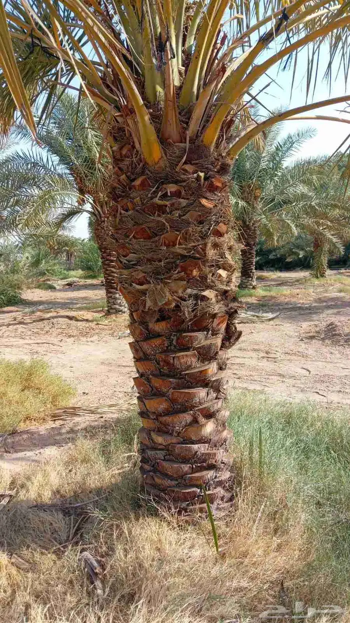 توريدالنخيل الواشنطونياءوالعربي وزيتون 26