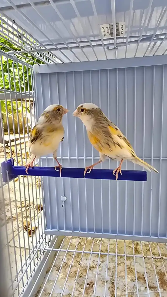 أجواز كناري منتجه ( تم البيع ) 4