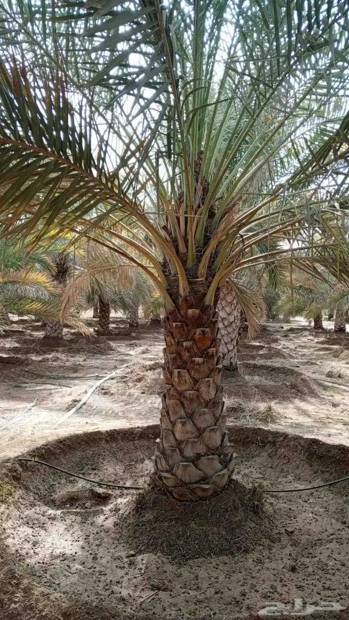 توريدالنخيل الواشنطونياءوالعربي وزيتون 3