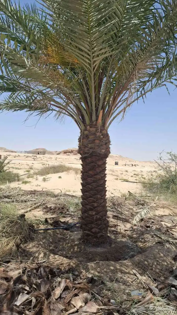 نخل اللبيع في الرياض 7