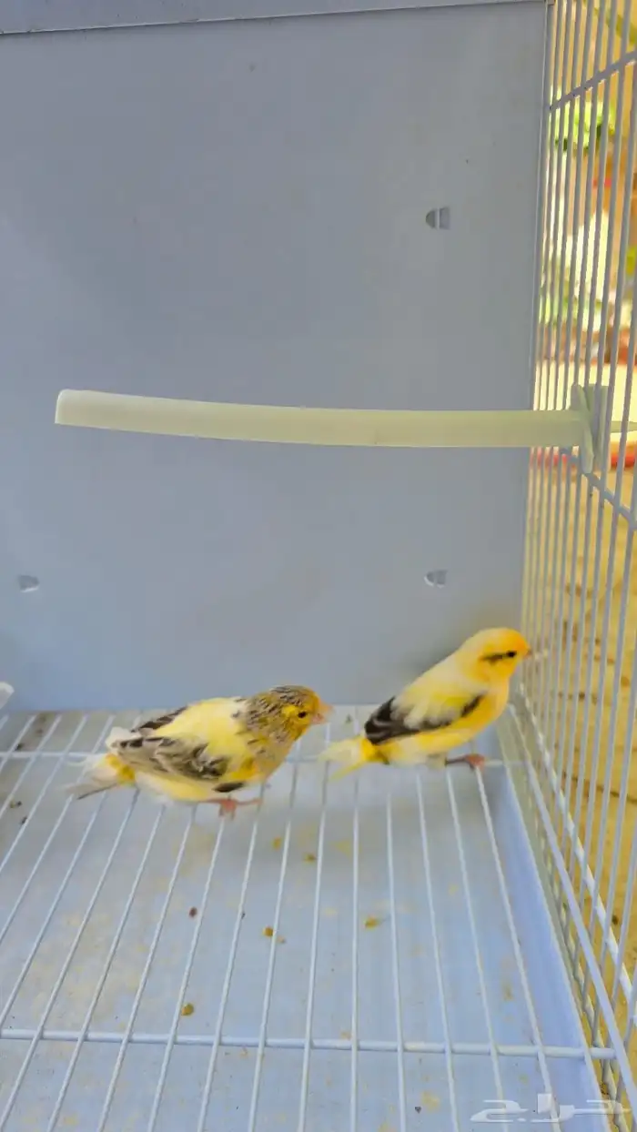 أجواز كناري منتجه ( تم البيع ) 5