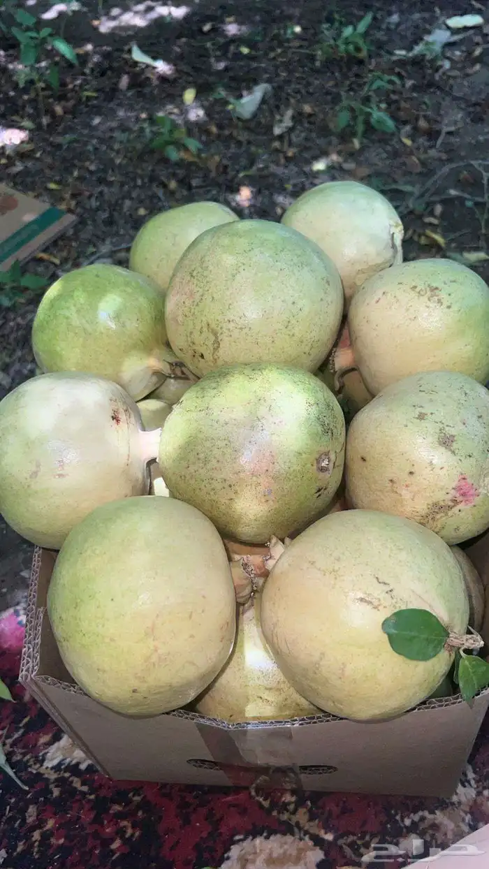 فواكه الطائف توصيل طلبات جده مكه الرياض 1