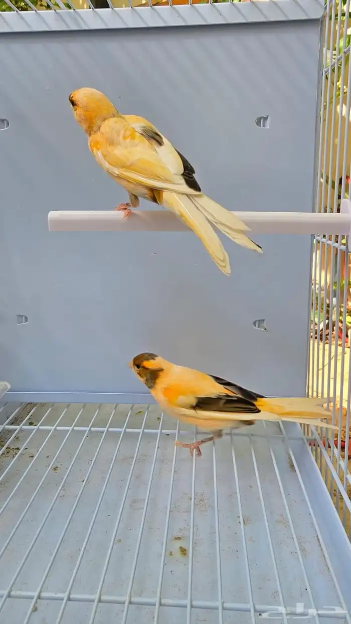 أجواز كناري منتجه ( تم البيع ) 3