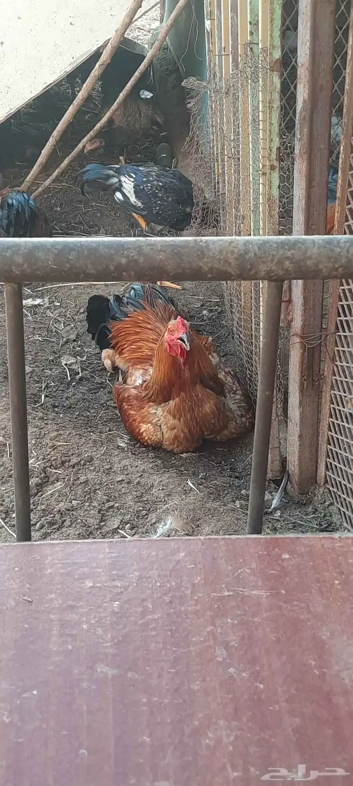 جده مخطط الوفا طريق عسفان 1