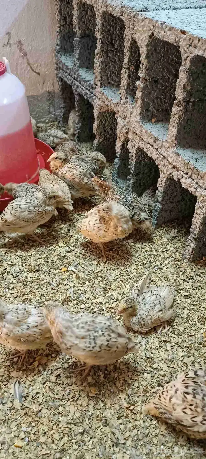 سمان عمر 40يوم 2