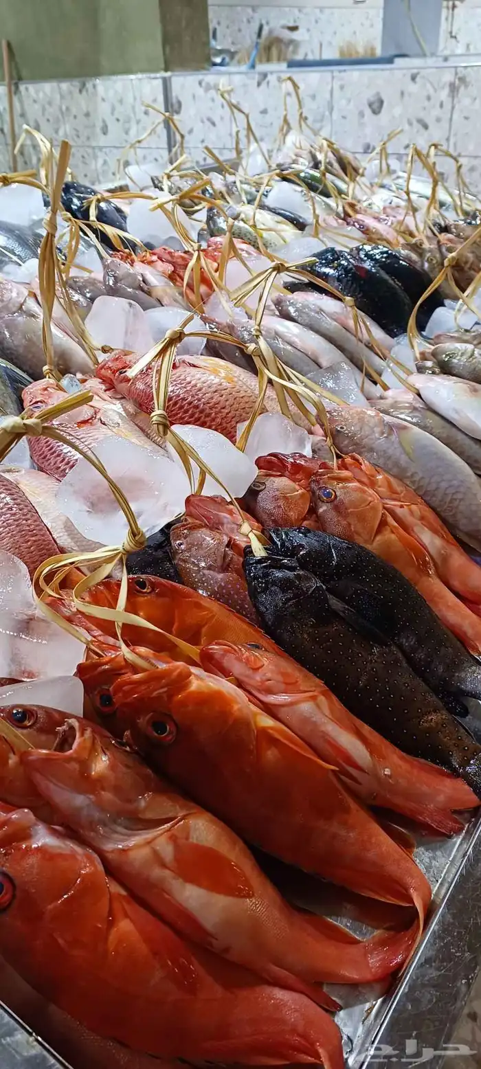 available fish fish market yanbu  shop no  30 0