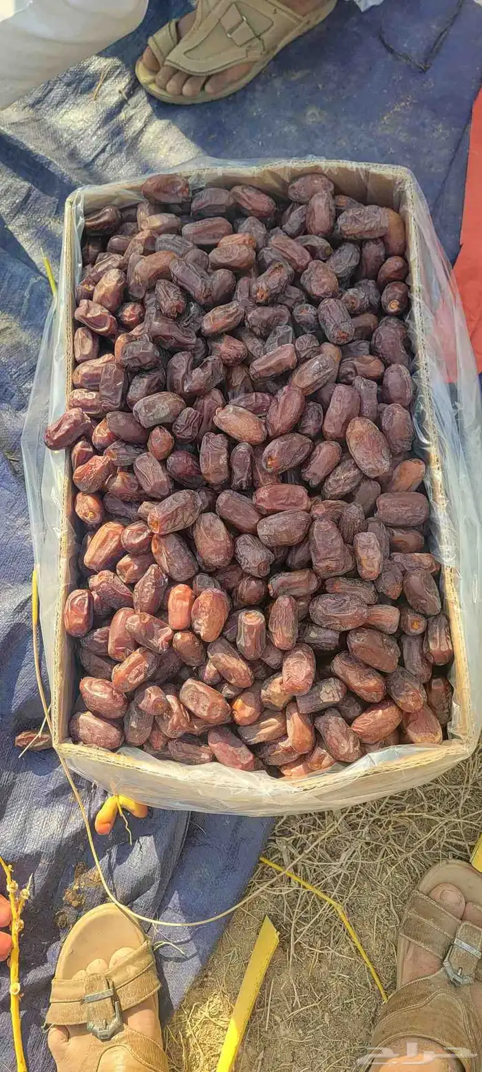 السلام عليكم يوجد لدينا خضر ي فاخر 3